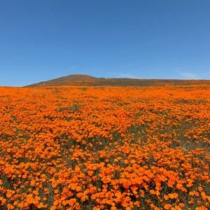 Meet your Posher, Ana